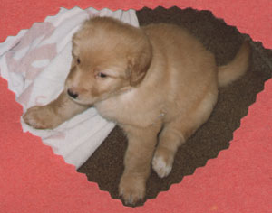 pimkie